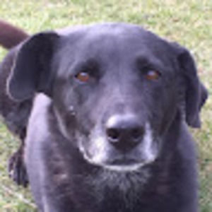 Meet your Posher, Patty